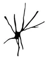 neuronio